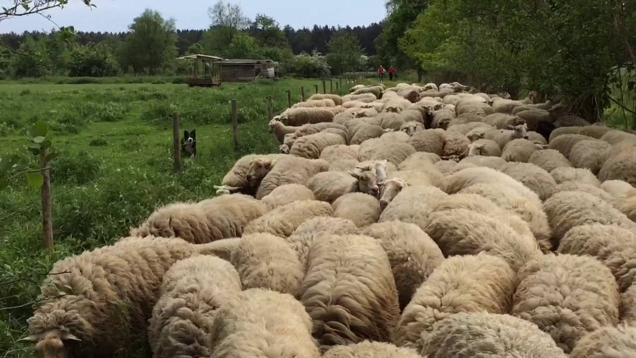 Begrazen paden en bermen zonder schapen in de aanpalende weilanden
