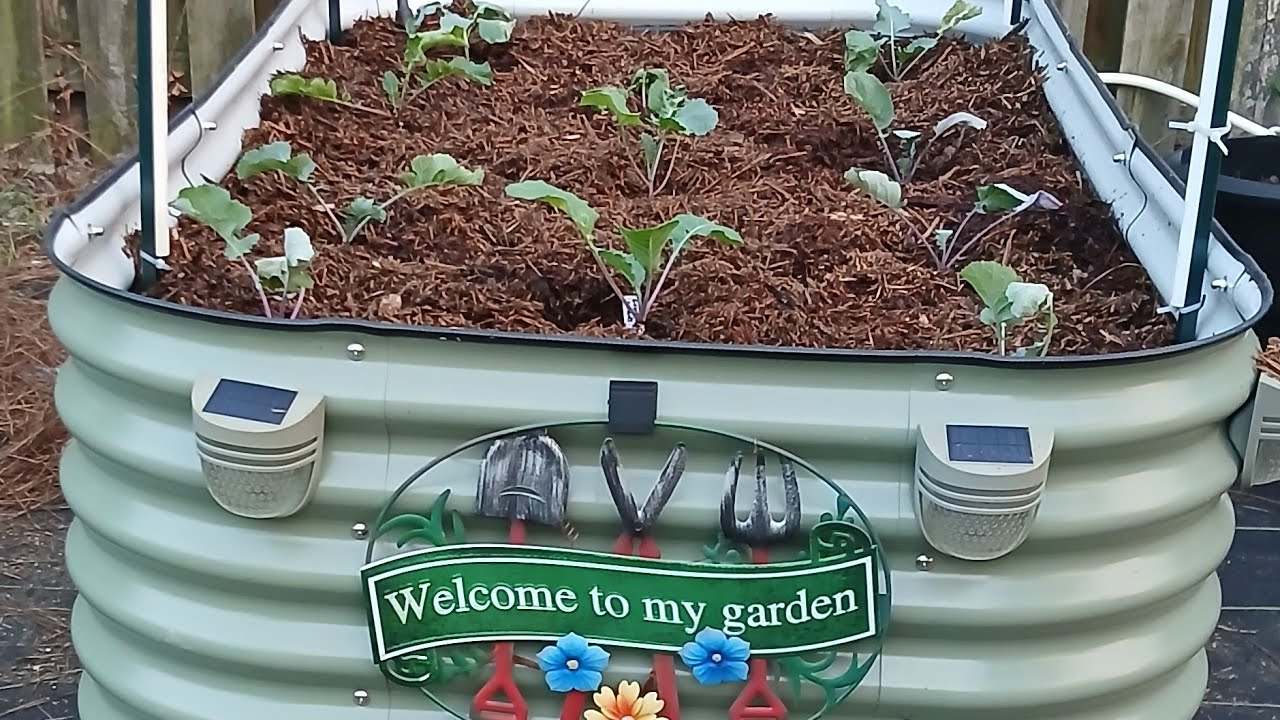 It's FALL Y'ALL | Planting out Brassicas I Cabbage, Collards, Broccoli, Turnips, Beets, etc.