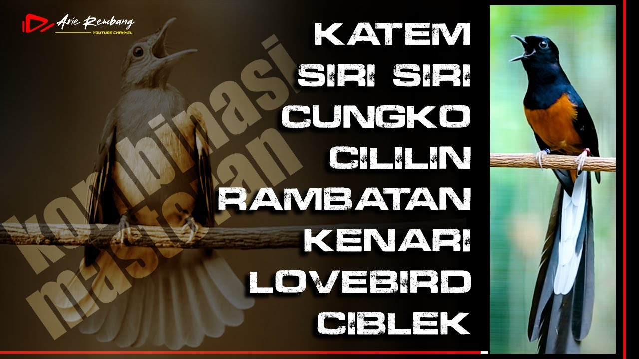 KOMBINASI MASTERAN  KATEM - SIRI SIRI - CUNGKO - CILILIN - RAMBATAN - KENARI - LOVEBIRD - CIBLEK