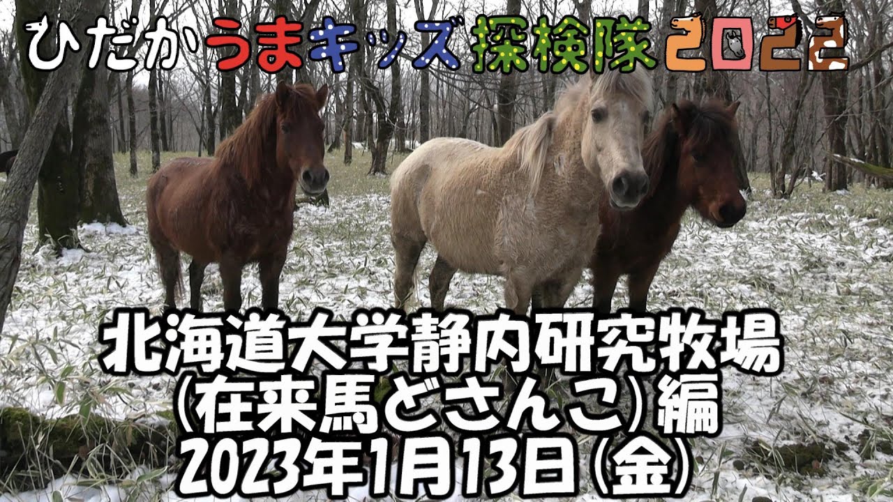 ひだかうまキッズ探検隊2022第11回目～北海道大学静内研究牧場編～2023/01/13