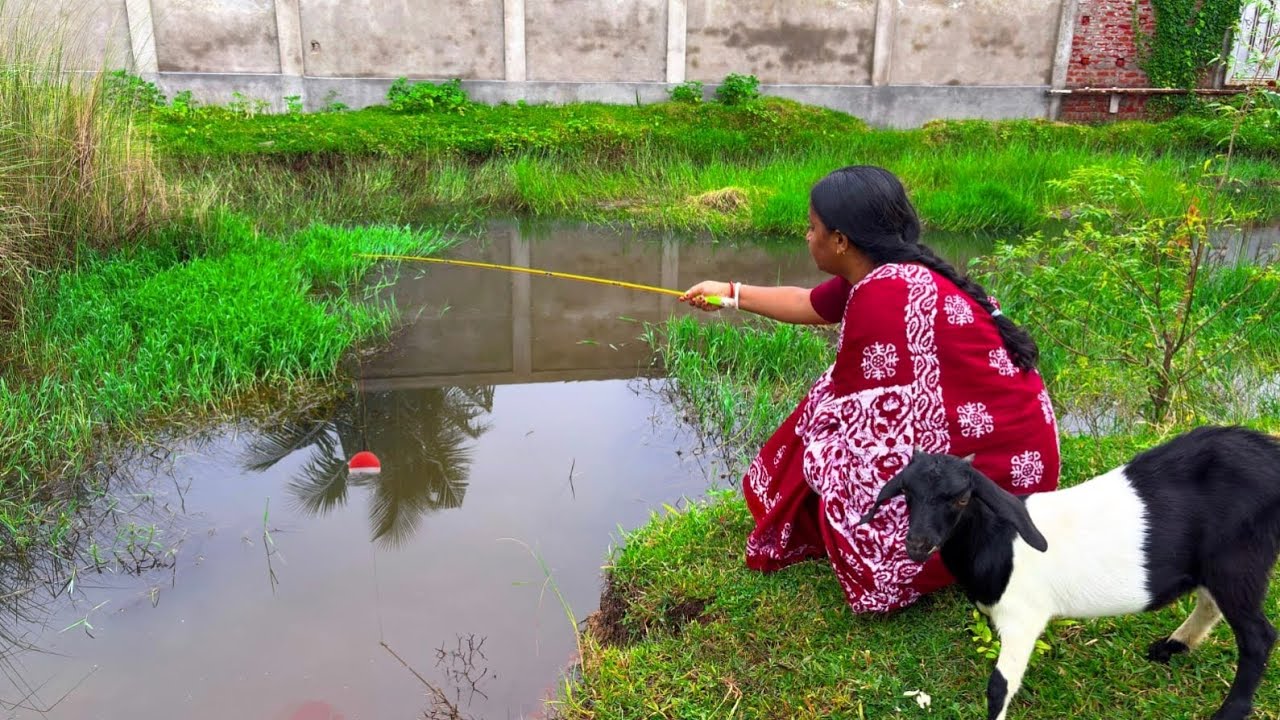 Fishing video || The lady is catching big fish with hook in village pond water #video #fish #fishing