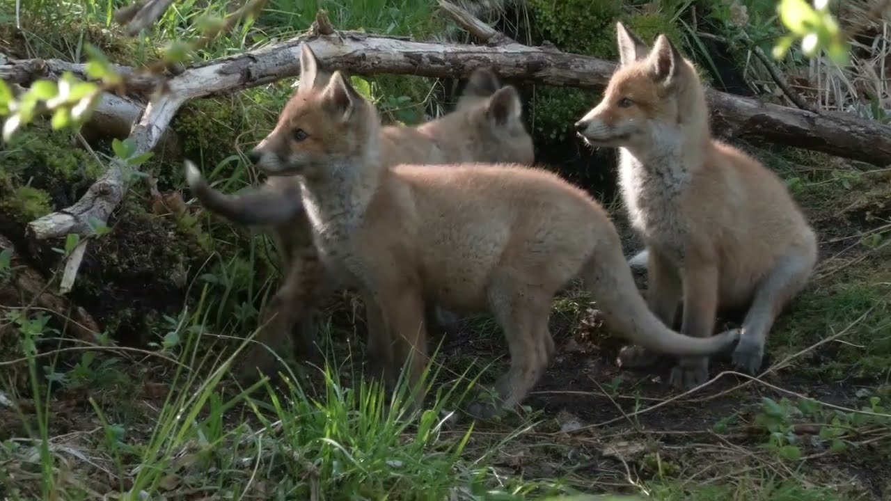 Playtime with Fox Cubs 2024
