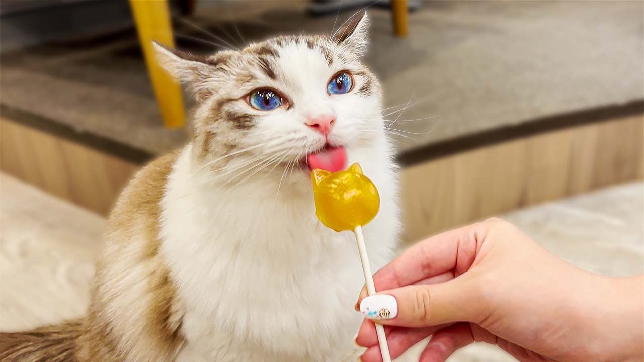 Посещение японского кафе Lovely Cat🐈❤️ | Кошачье кафе MOCHA Lounge Shibuya Koen-dori Store
