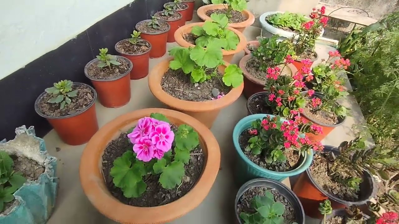Beautiful flowers 🌿