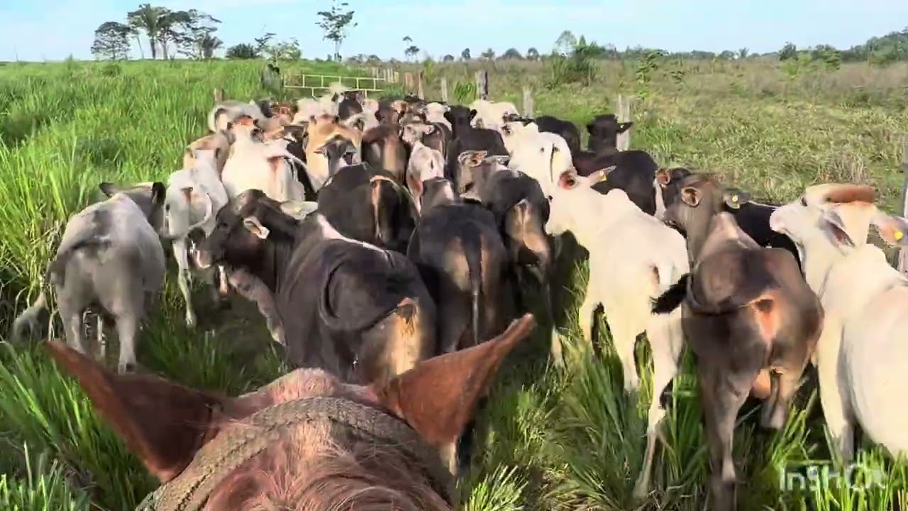 ⚠️Nao adianta só ter pasto bom/ Mais um protocolo sanitário