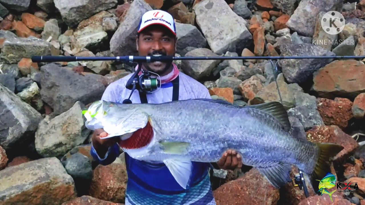 #Monster barramundi catch on major craft ceana rod.