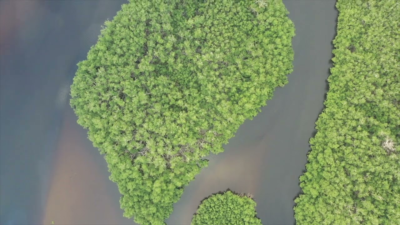 Parc National de Conkouati Douli au Congo