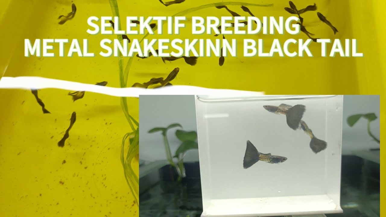 PERBEDAAN IKAN GUPPY MSSBT ( METAL SNAKESKIN BLACK TAIL ) BAGUS DAN RIJEK