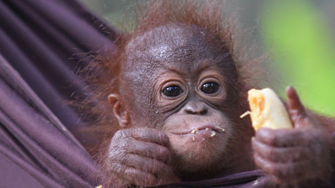 From Cage to Canopy: The Heartwarming Rescue of Baby Orangutan Momo