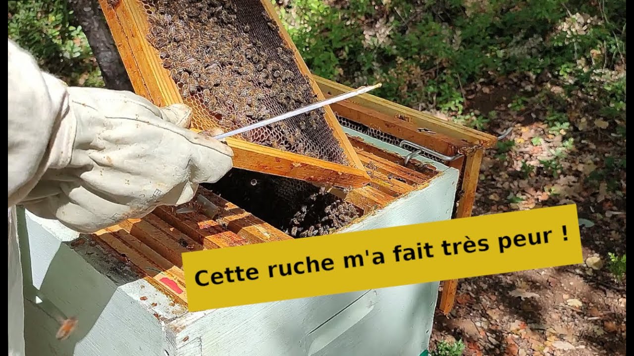 Visite RUCHER : petit problème avec une colonie
