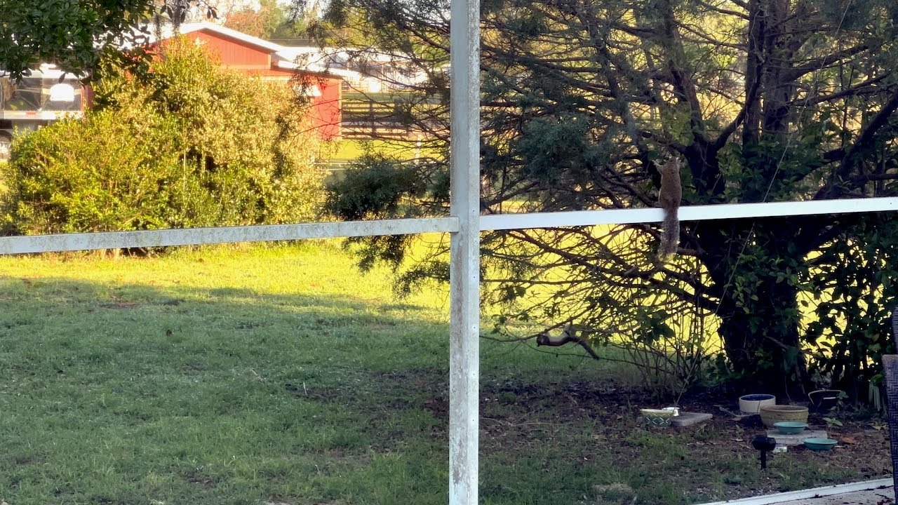 Sebastian & Serena Patrolling the Patio Again - Watching Youngsters Spazzing Out!