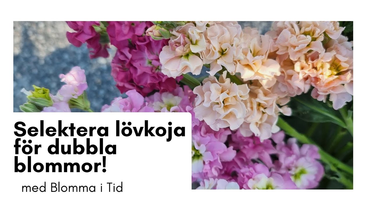 Selektera lövkoja för dubbla blommor!