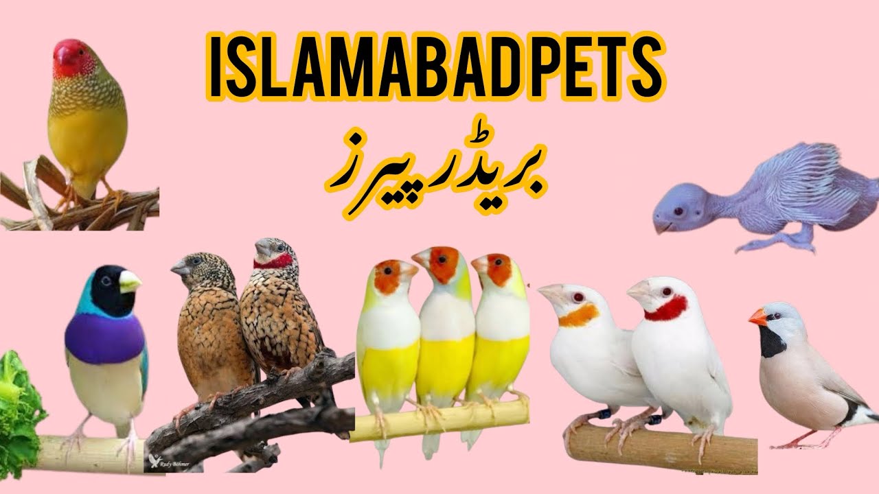 FINCHES KI DEAL AA GAI / CANARY, Gouldian, Cut Throat K Breeder Pairs Pay MAYDAY Offer
