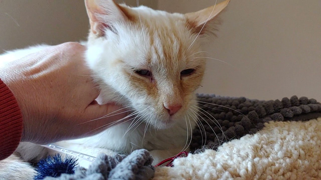 Tommy the flame point Siamese