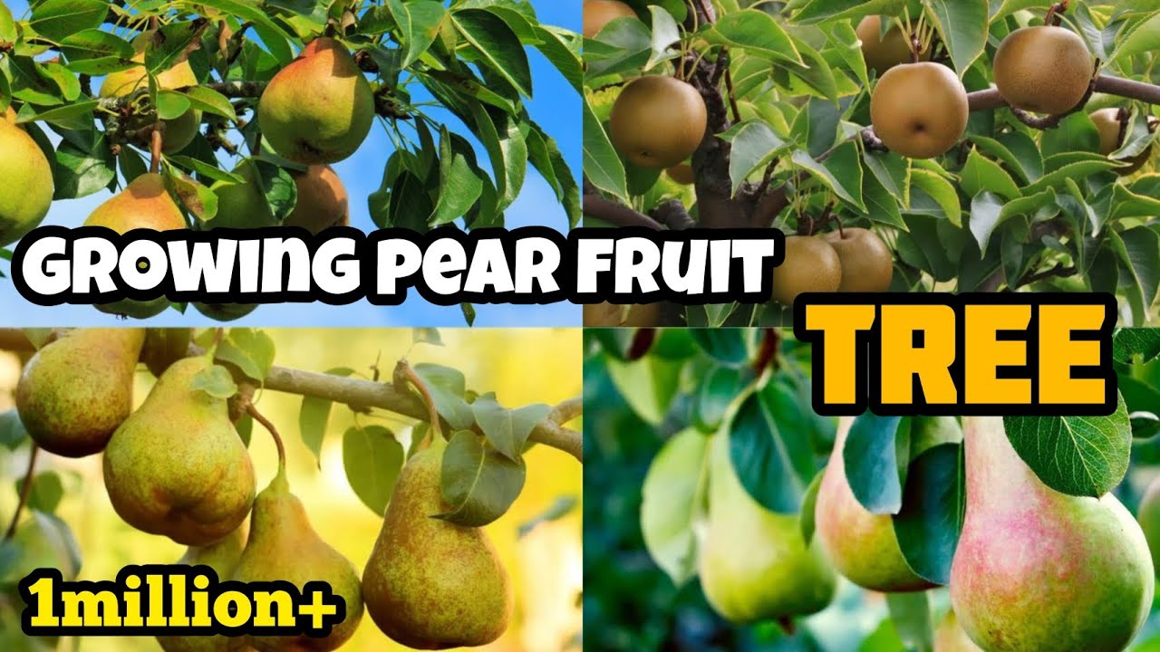 Growing Pear Fruit Tree from Seed | 5 Tips to growing Pear Fruit Tree