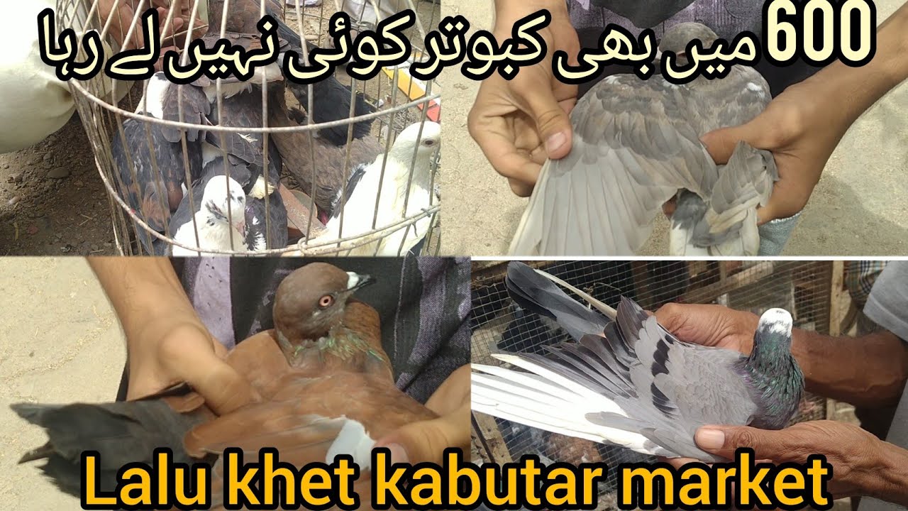 600 mein kabootar | Sunday pigeon market | lalu khet kabootar market | price gir Gaye 8,27,2023