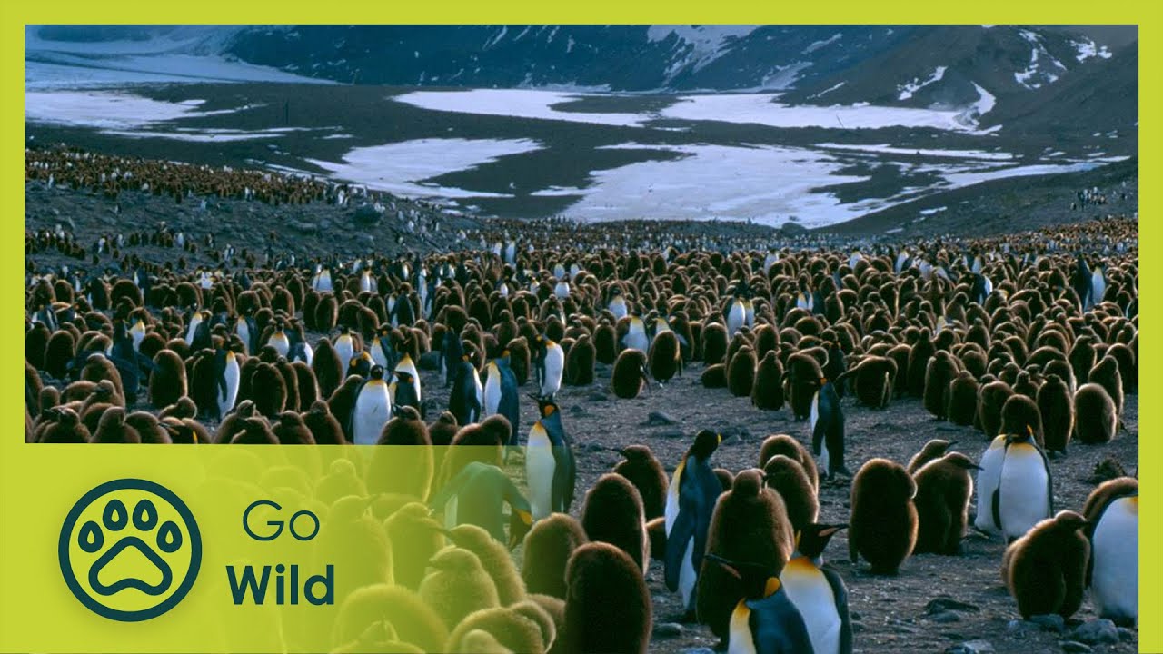 South Georgia: Life Under Furious 50 Degrees - Go Wild