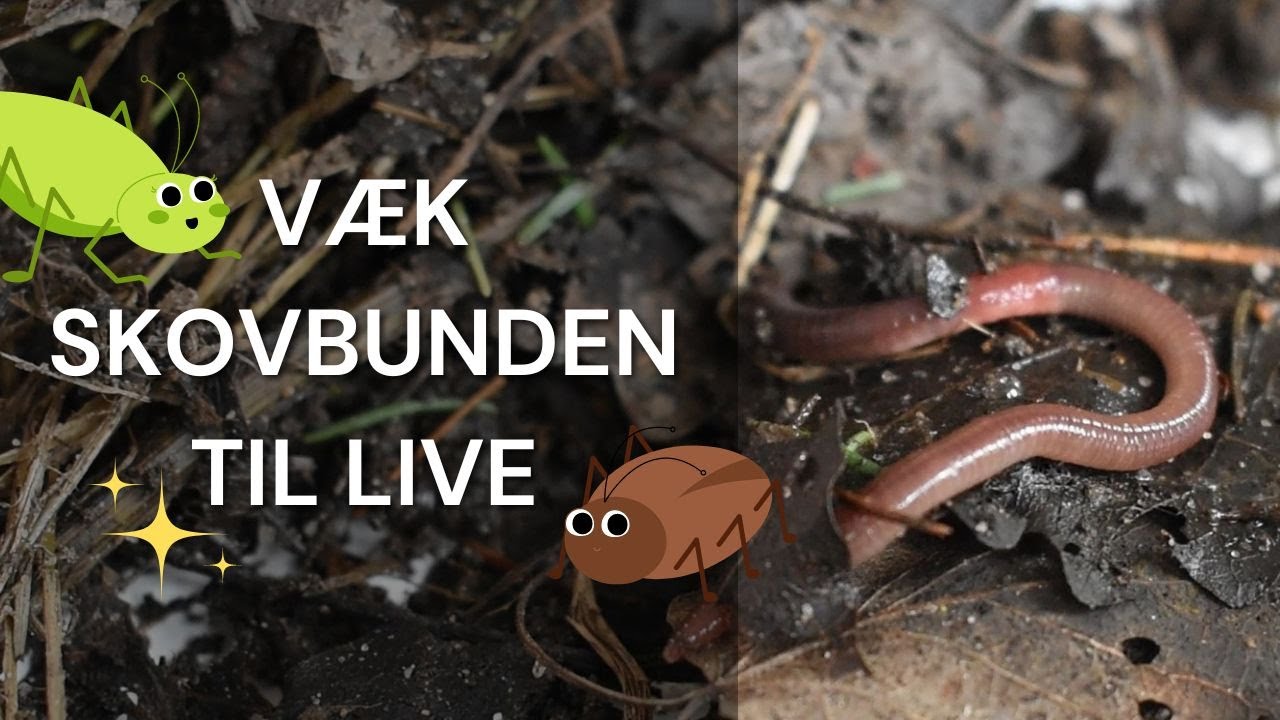 Væk skovbunden til live
