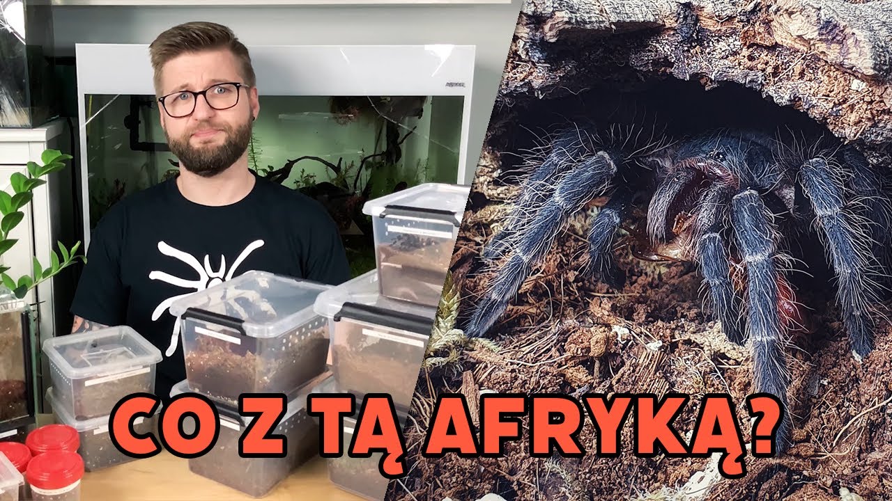 #6 Karmienie ptaszników | Dlaczego nie hoduję 