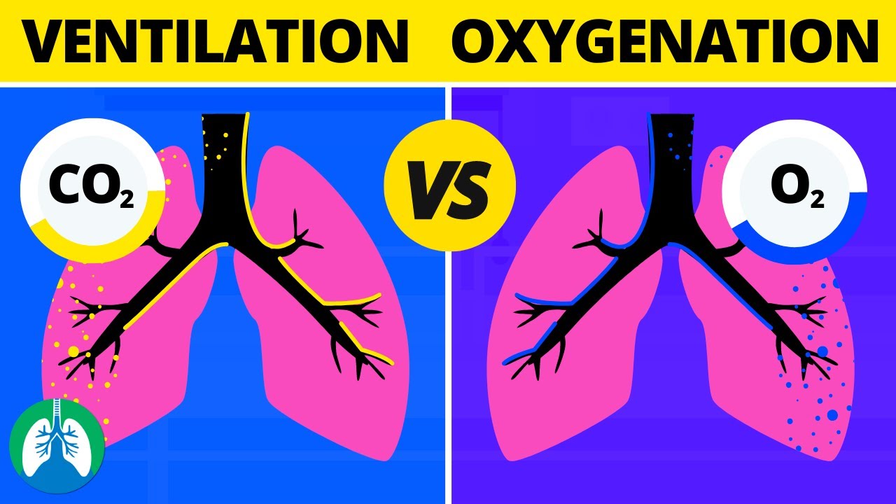 Ventilation vs Oxygenation vs Respiration: What is the Difference?