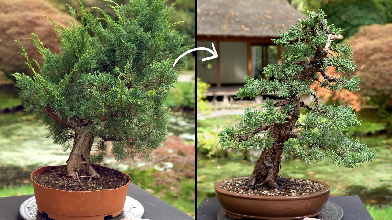 Learn how to create a Juniper Bonsai tree