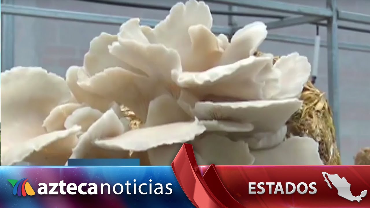 Amas de casa y empresarias: cultivan setas de exportación