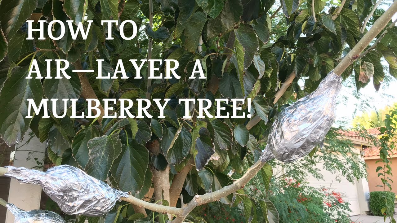 How To Air-Layer A Mulberry Tree!