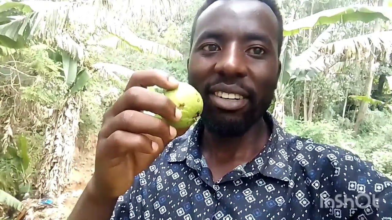 How the river flow at my banana plantations 