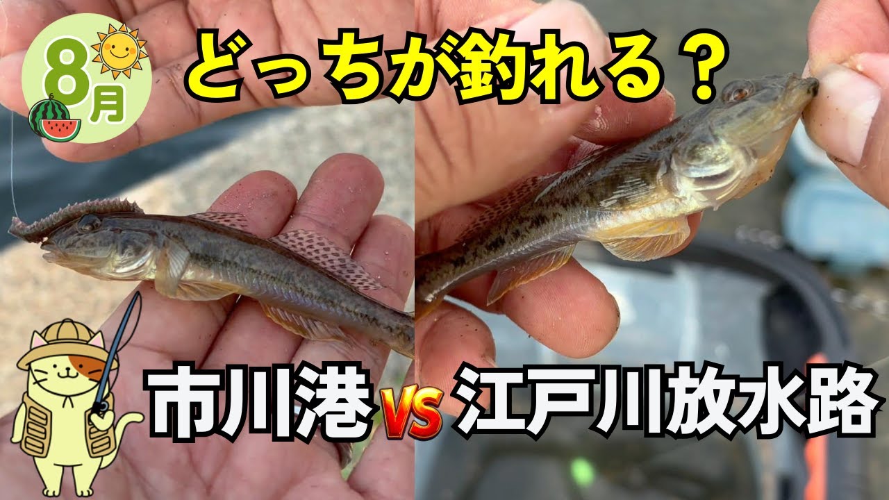 ８月下旬【市川港 & 江戸川放水路】ハゼ釣り調査｜江戸川放水路の最河口と最上流でハゼ釣り比較をしてみたら結果はまさかの・・
