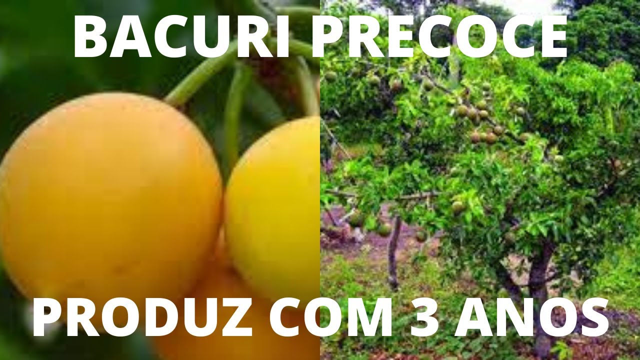 BACURI  ENXERTADO