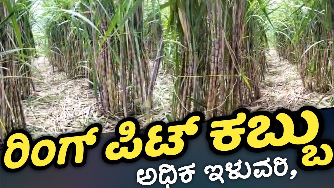 ಪ್ರಗತಿಪರ ರೈತ ಬೆಳೆದ ಕಬ್ಬು ನೋಡ್ರಿ,👌🎋