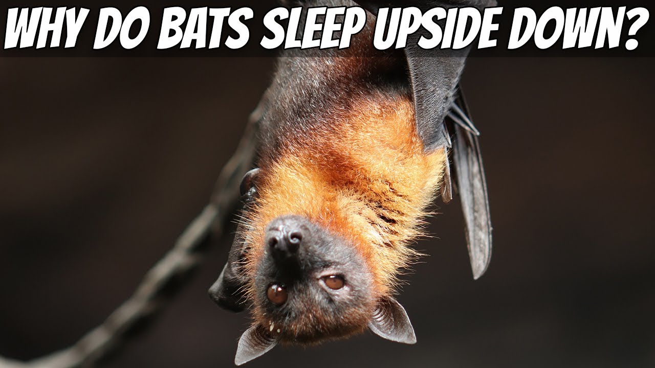 Why Do Bats Sleep Upside Down?
