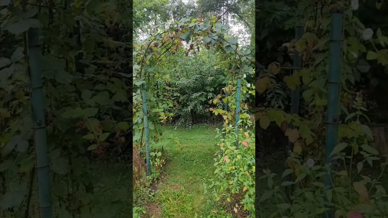 Cr&eacute;ation d'une arche au #potager. Je vous explique comment on a fait. #arche #plantes #grimpante