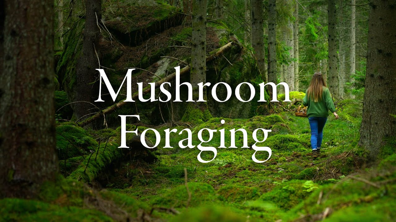 18 | Mushroom Hunting in the Swedish Woods & Storing Herbs | Vedspis Husqvarna Cooking with Wood