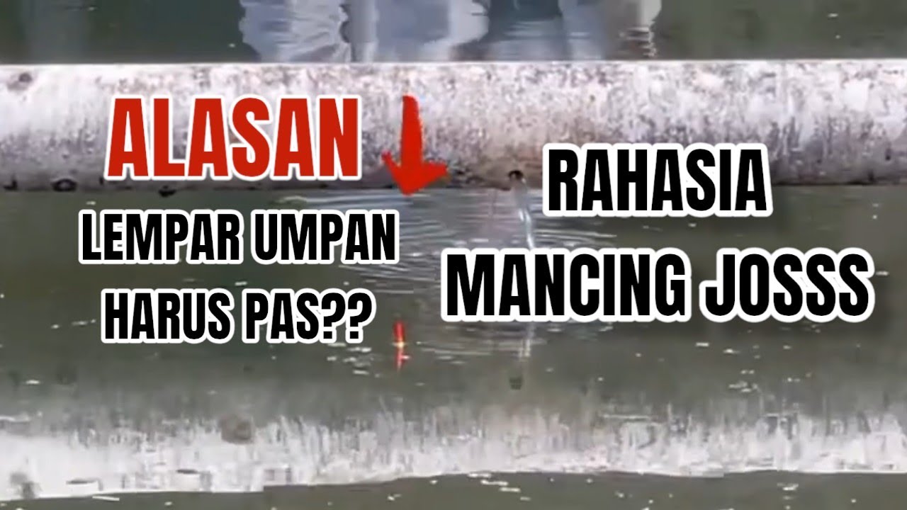 PENTING!! Alasan lempar umpan harus pas teknik mancing ikan mas part 1 #kukumbultilelep #essenjuara