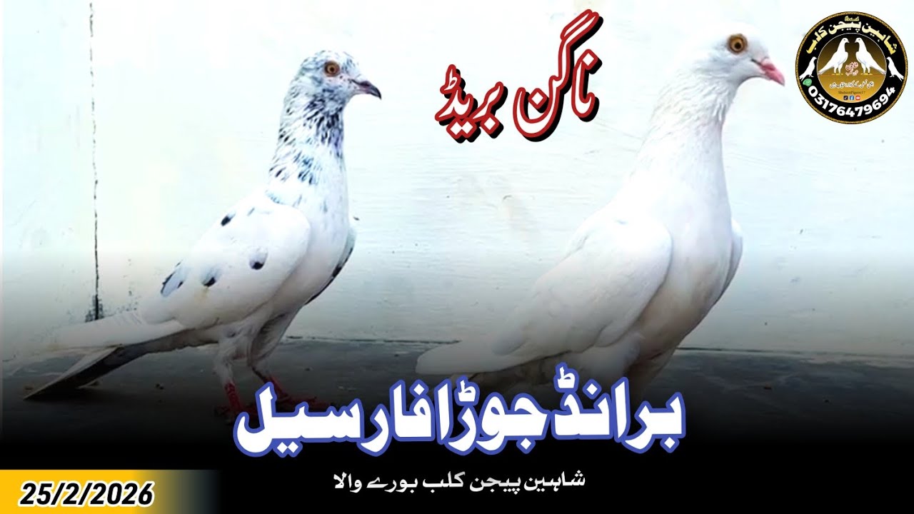 Brand Nagin Breed Joda For Sale 25/2/2026 | Shaheen Pigeon Club 03176479694