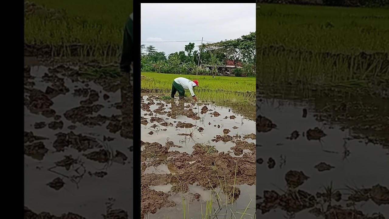 Resiko bertanam cabe saat air meluap