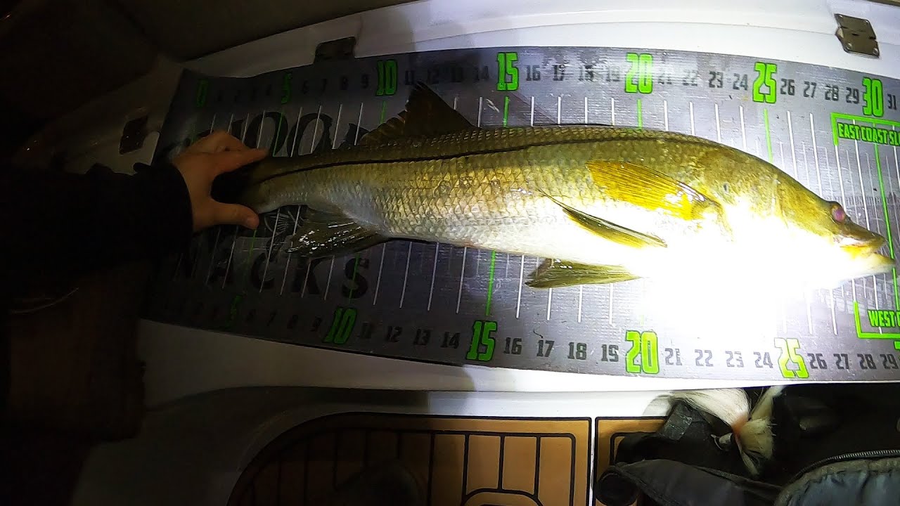 WINTER SNOOK Fishing at Night!  Cold Weather Techniques!