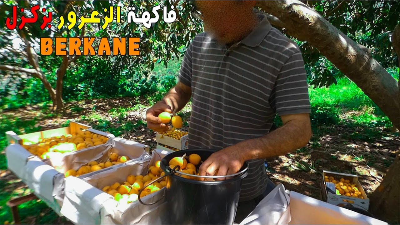 الخير موجود بكثرة بنواحي زكزل إقليم بركان فاكهة الزعرور (المزاح) رقم 1 في المغرب من الشجرة zegzel