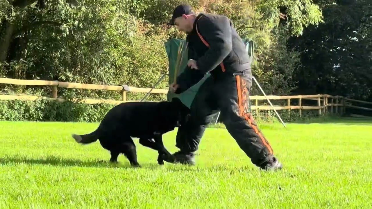 Orca the black Gsd training Mondio at Woodborough 