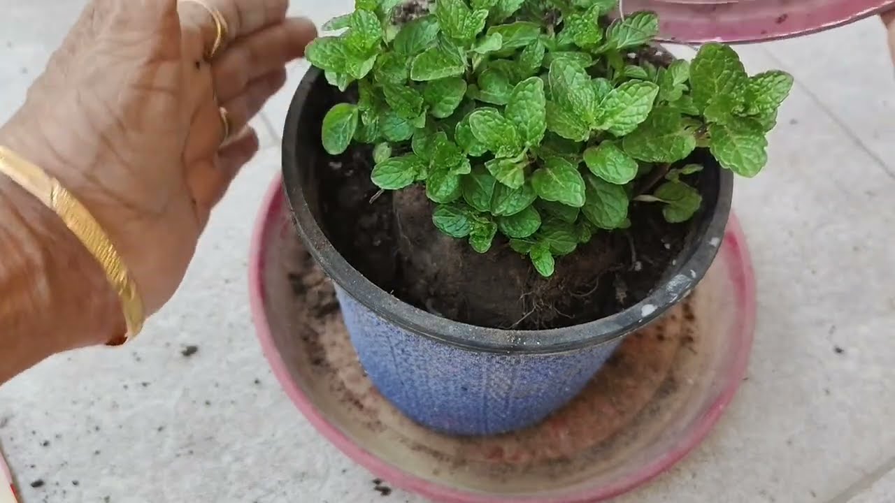 गर्मी में ताजगी देने वाला पौधा  पोदीना | Refreshing  Mint Plant 