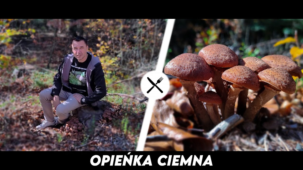 Opieńka Ciemna - czy grzyb może być największym organizmem na Świecie?