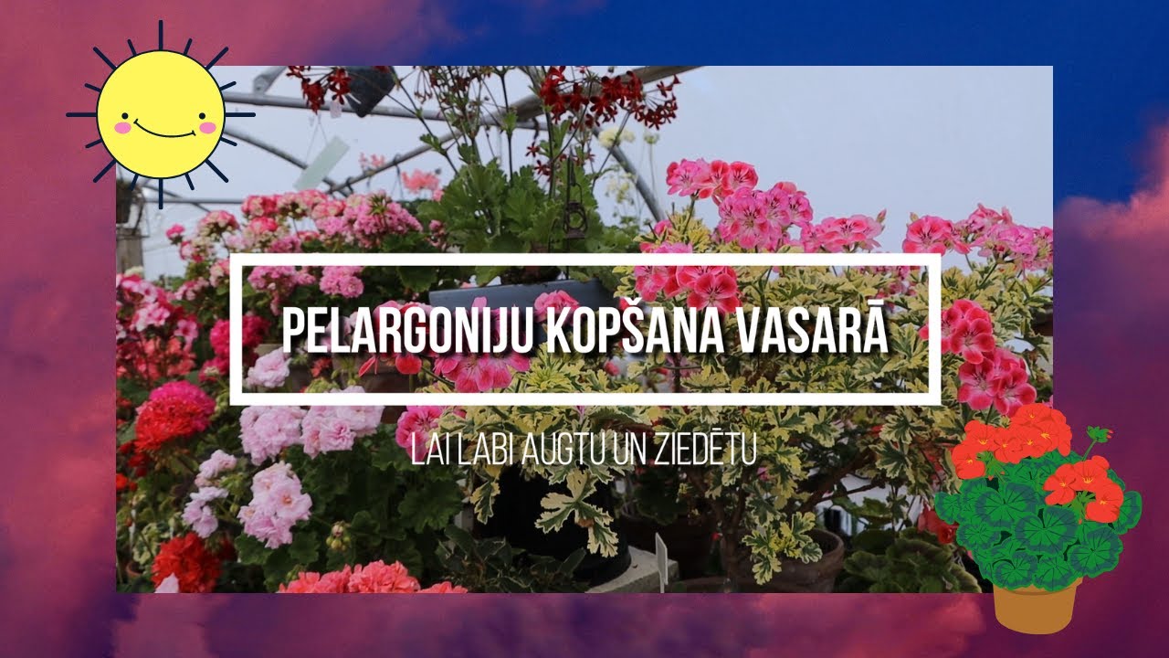 Pelargoniju kopšana vasarā. Lai labi augtu un ziedētu