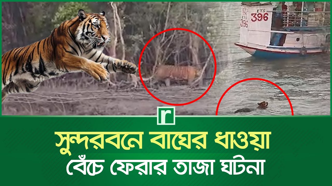 সুন্দরবনে বাঘের ধাওয়া, বেঁচে ফেরার তাজা ঘটনা | Sundarban | Tiger chase  | Risingbd