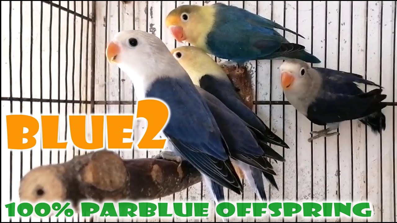 ANO ANG BLUE2 MUTATION? | MAMIMIGAY TAYO NG SAMPLE