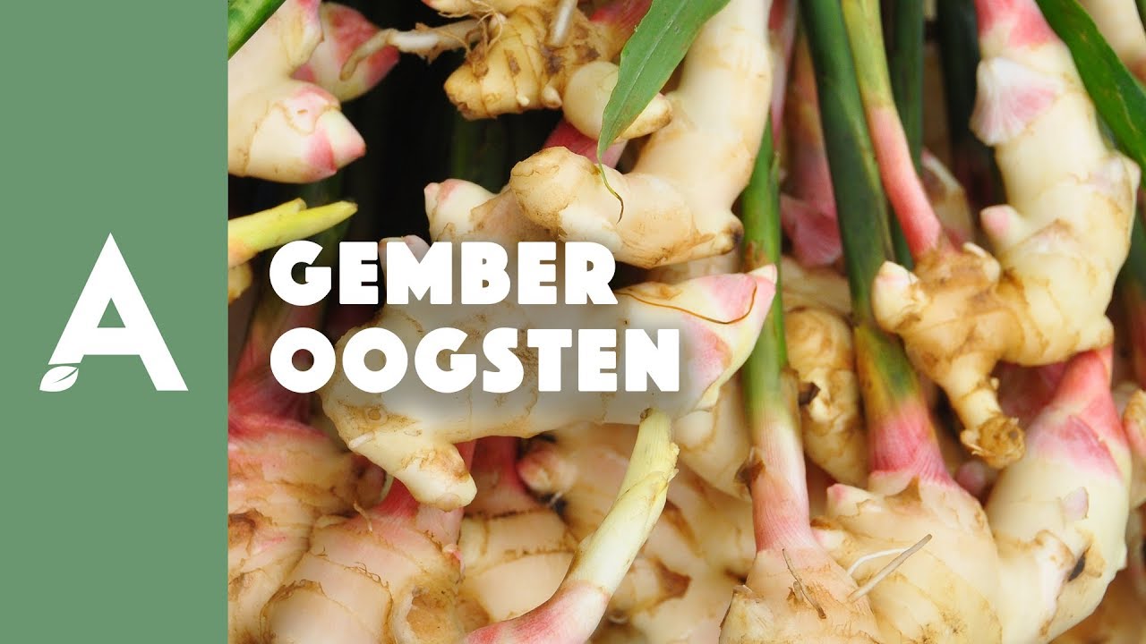 Gember oogsten I Een groener thuis! #68 I Angelo Dorny