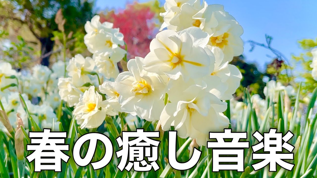 【春の癒しBGM】春を感じて心が落ち着く優しいリラックス音楽、自律神経を整え不安やストレス解消のためのヒーリングミュージック/睡眠用・作業用・勉強用BGM