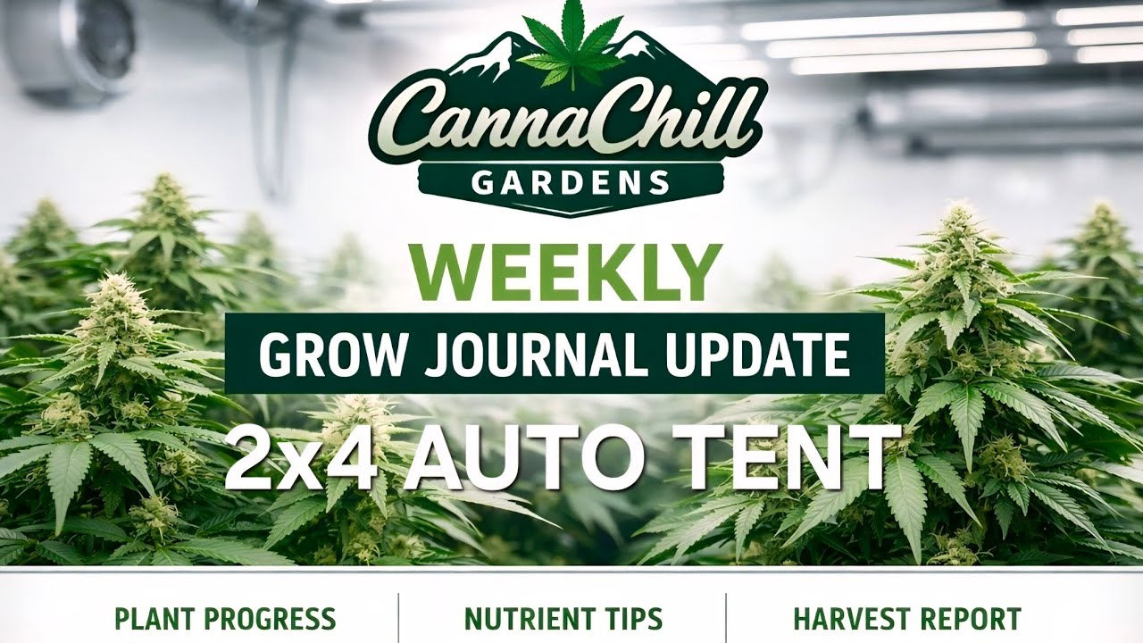 Auto Tent grow 4x2 update Critical Country
