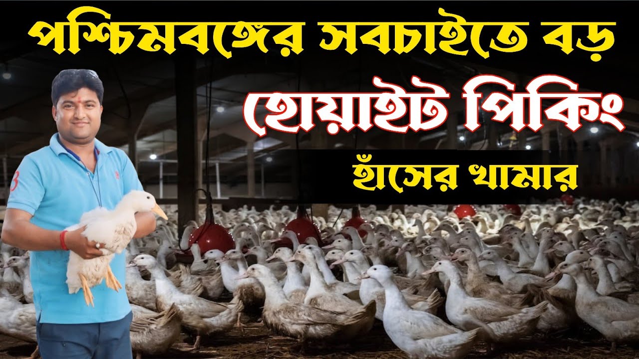 WHITE PICKING DUCK FARM 🦆 পশ্চিমবঙ্গের সবচাইতে বড় হোয়াইট পিকিং হাঁসের খামার 🐥BEIJING DUCK FARM