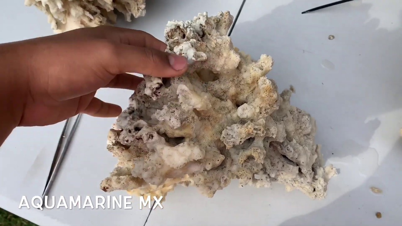 ¿Como resetear roca para marino? (Versión ÁCIDO MURIATICO) - AQUAMARINE MX